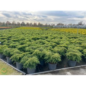 Jedľovec kanadský (Tsuga canadensis) ´GREEN GLOBE´ - výška 20-30 cm, Ø 40-60 cm, kont. C7,5L